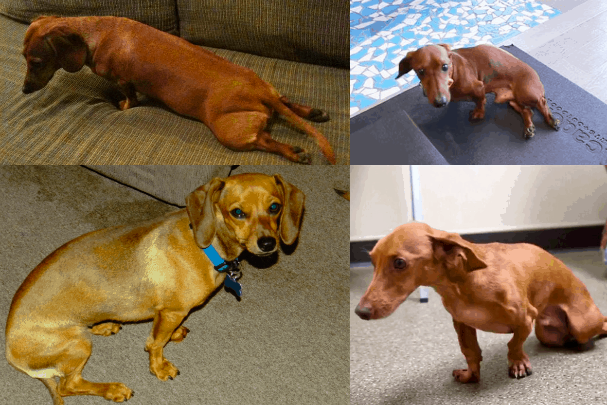 My Dachshund is Shaking and Suddenly Can't Walk, What's wrong?
