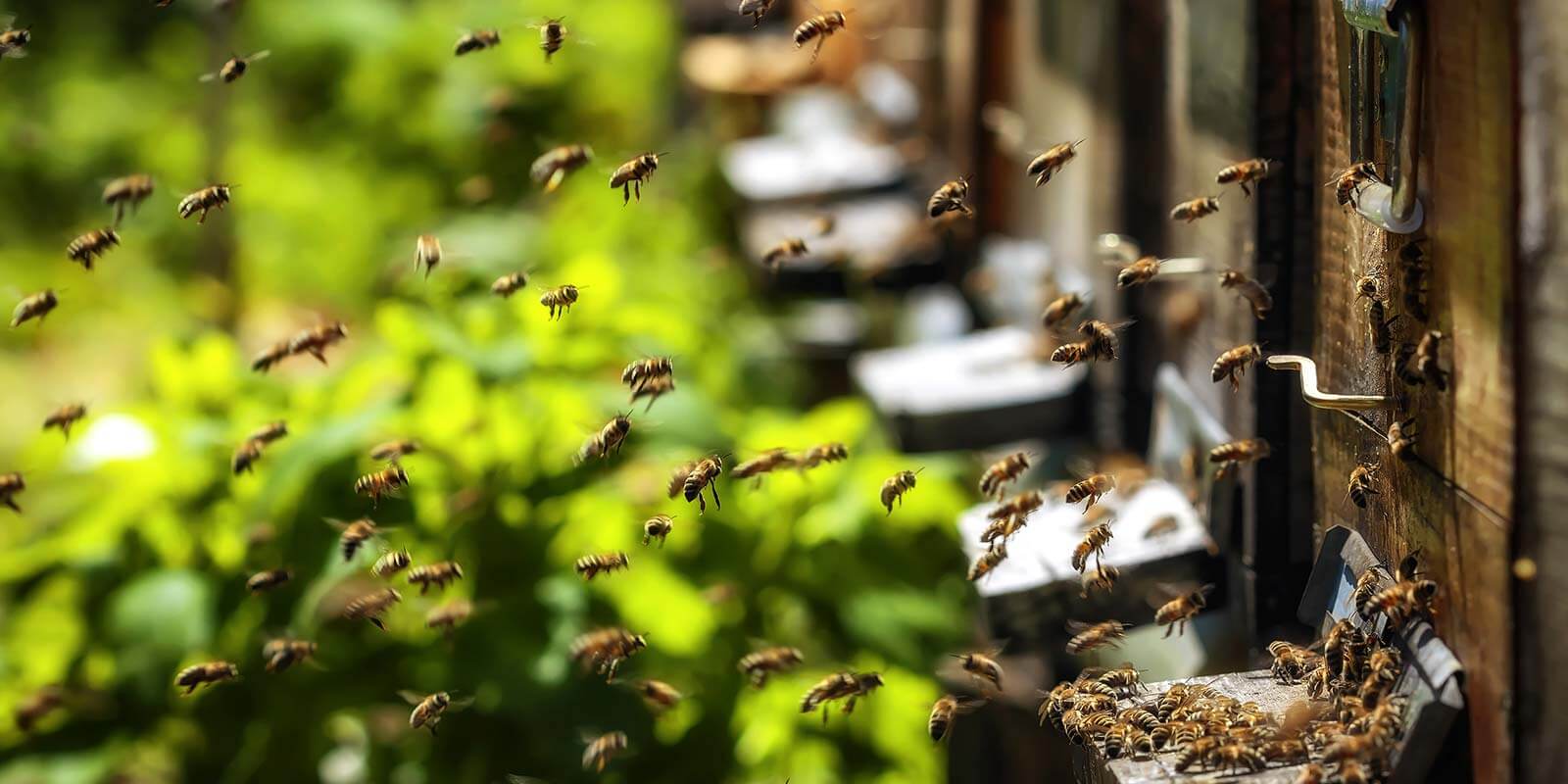 Perfect Gift for the Beekeeper Beekeeping Learning