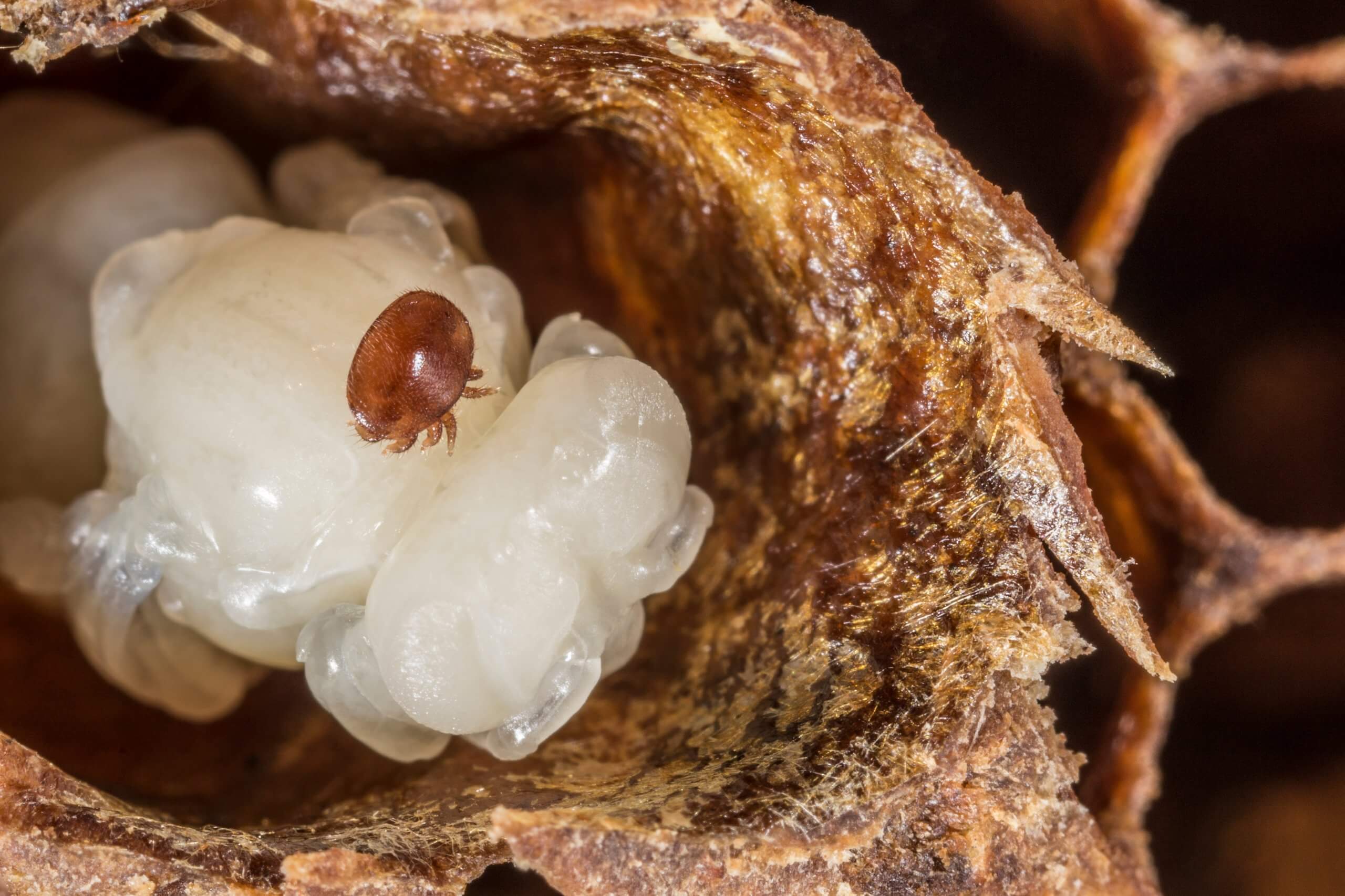 How to Treat Varroa Mites in Bees Beekeeping Learning Center Dadant