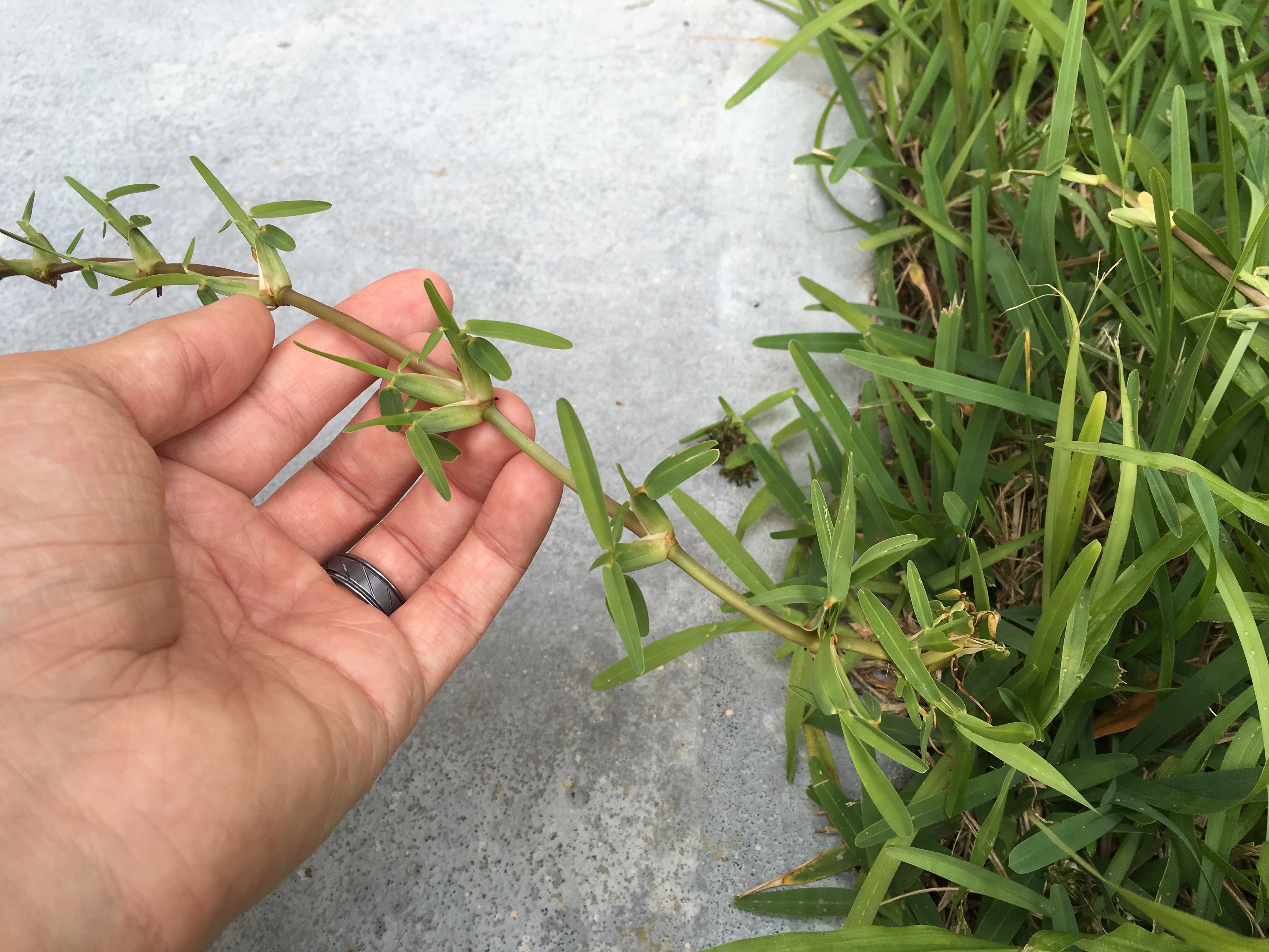 Make Your Lawn Kid and Pet Friendly Dad the Mom