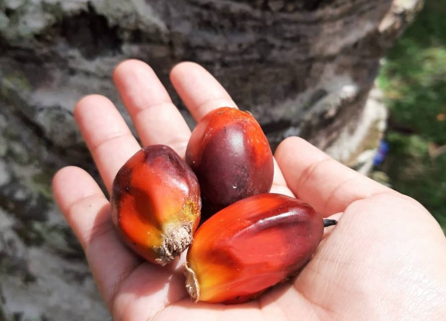 Harga minyak sawit 2020 diunjur RM2,580 Fitch Solutions