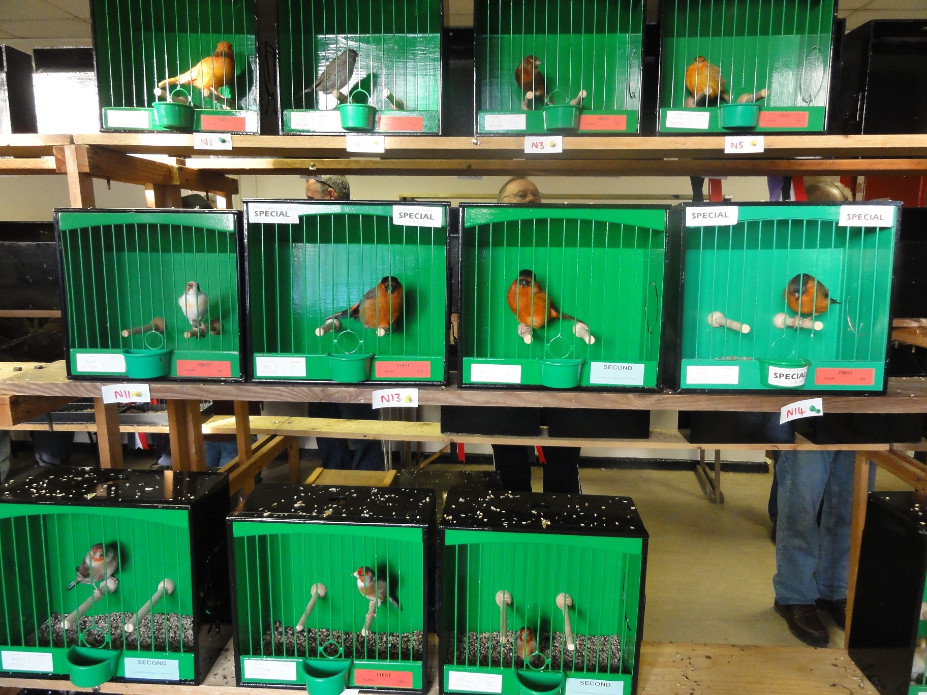 Dagenham & District Cage Birds Society