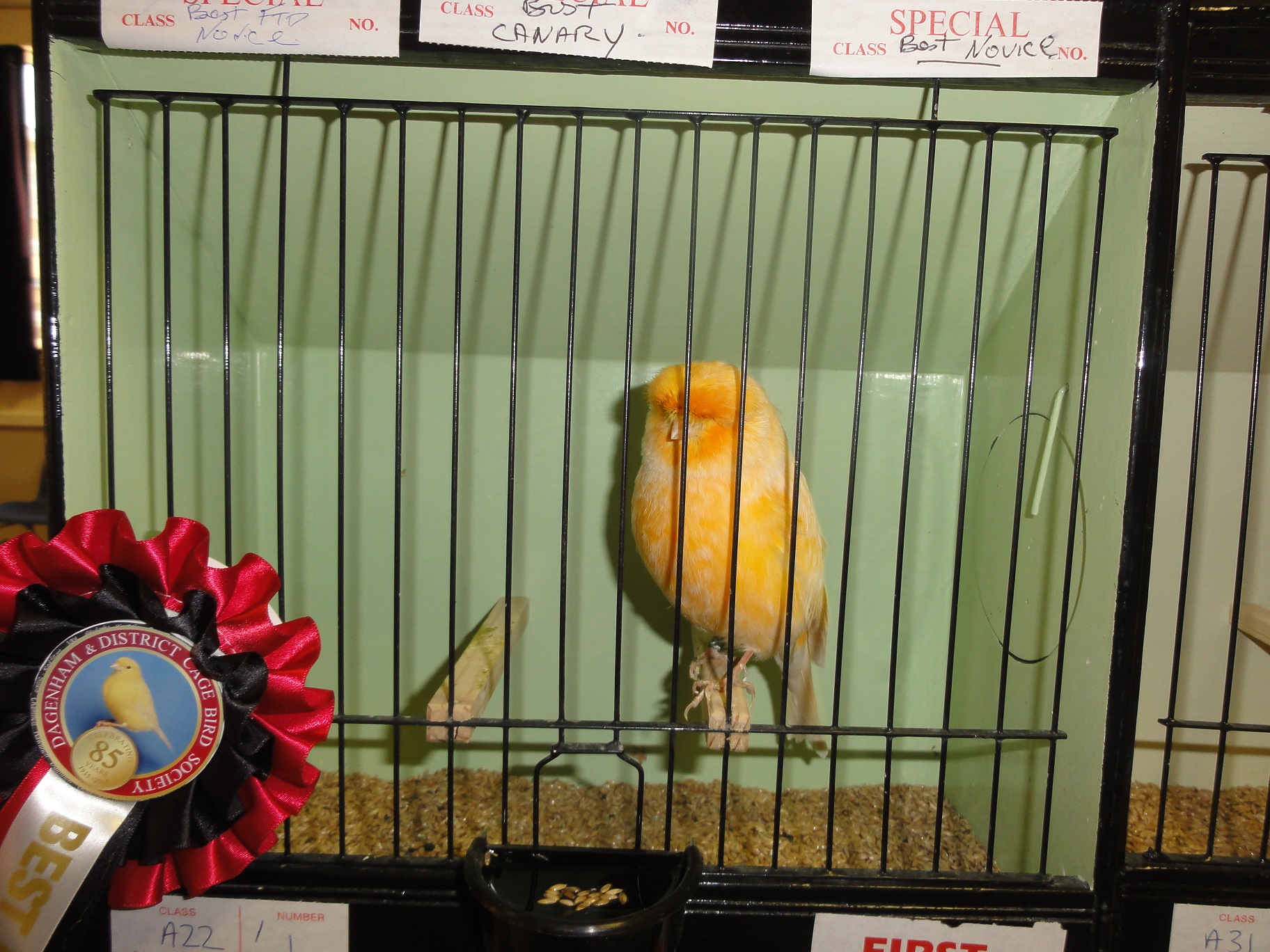 Dagenham & District Cage Birds Society