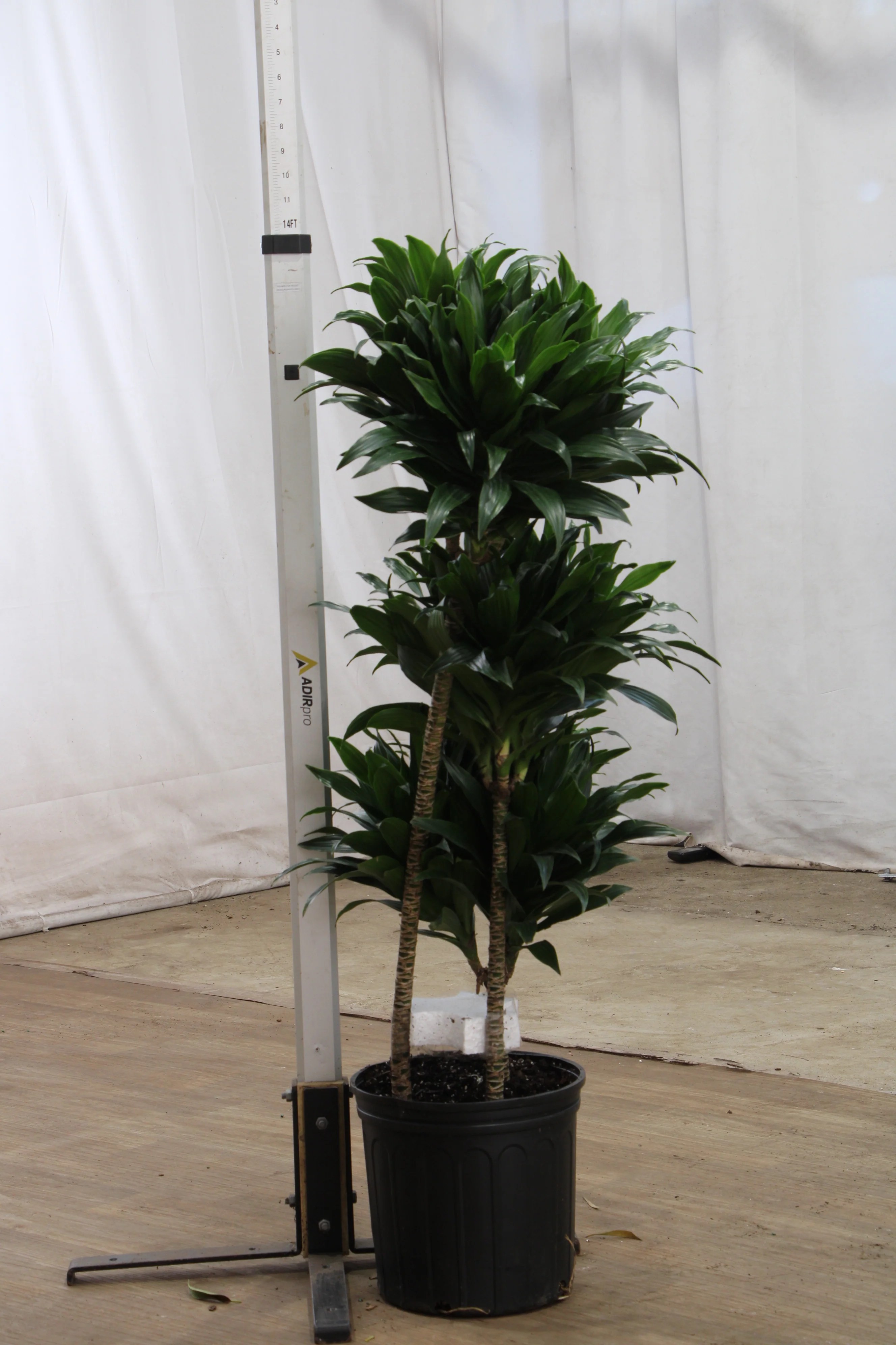 2023 Holiday Gift Guide Dahing Plants