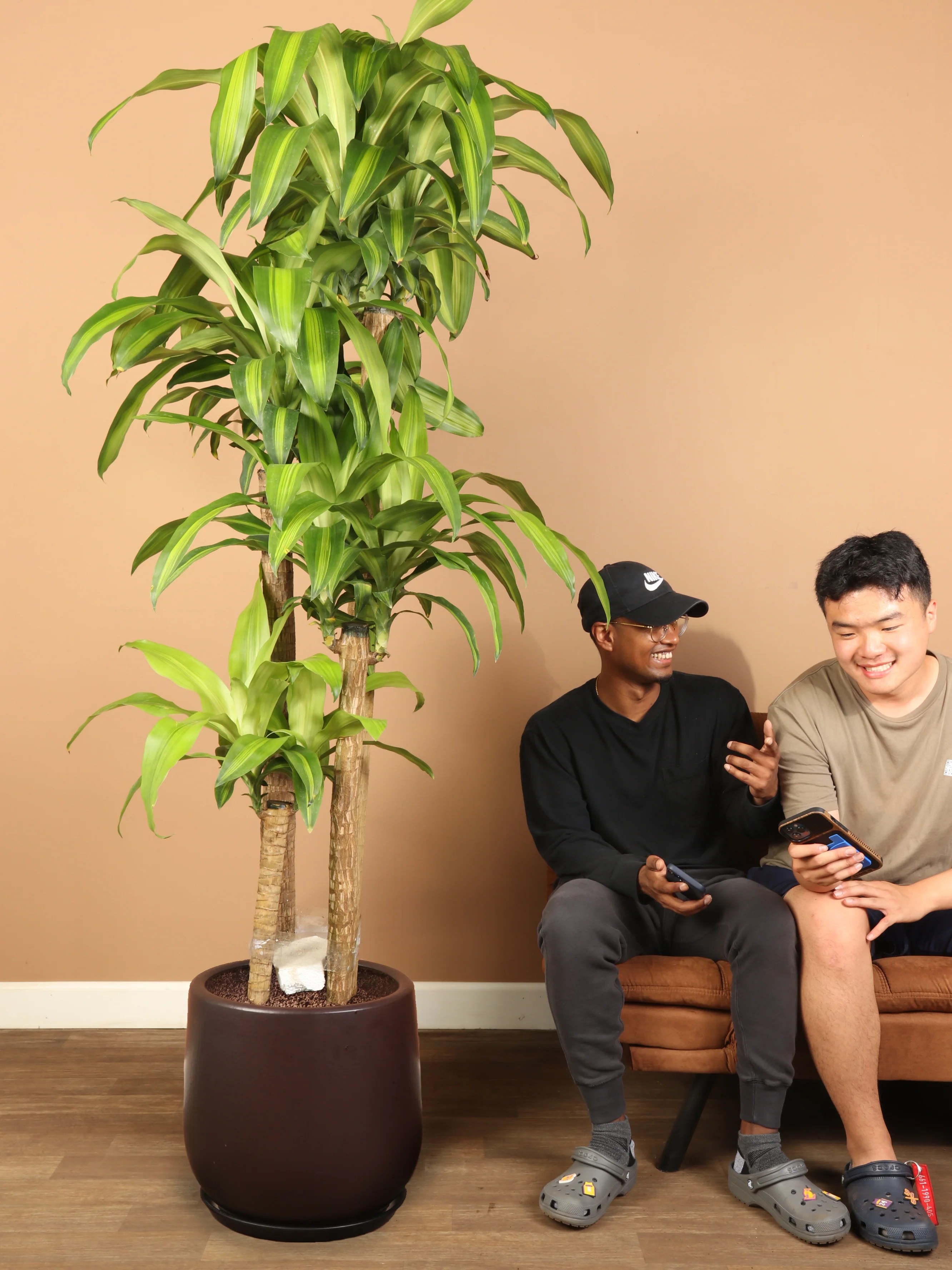 68ft Mass Cane Dahing Plants