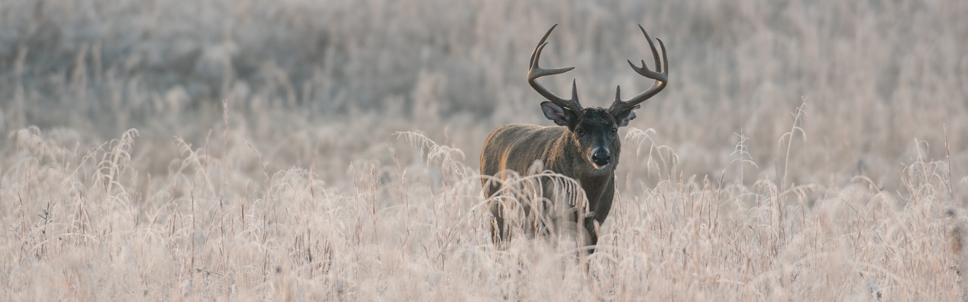 South Dakota Whitetail Hunting Whitetail Deer Hunts SD
