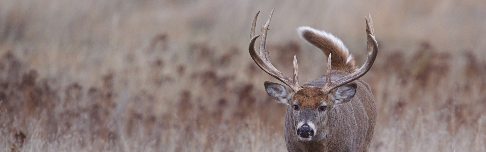 South Dakota Big Game Hunting Dahl Outfitters