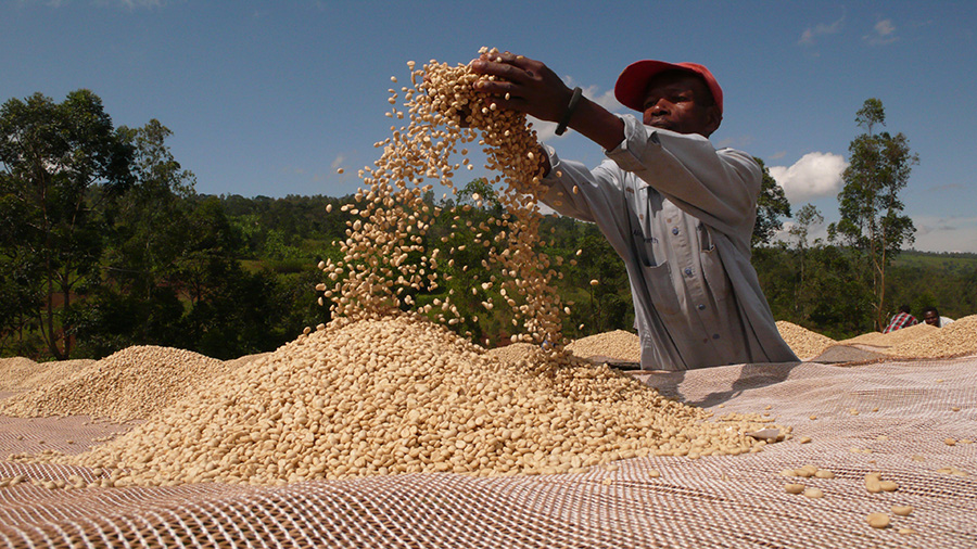 Ethiopia—Technical Assistance to Support EUCoffee Action for Ethiopia