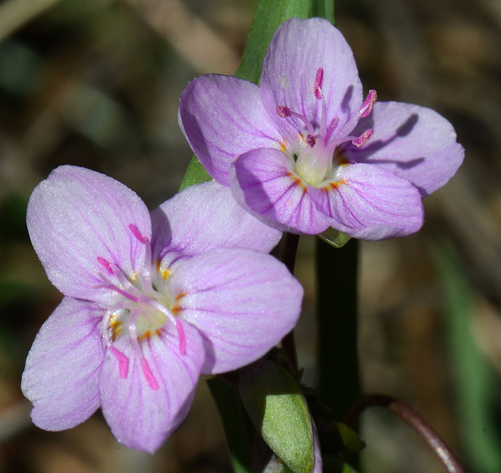 March Nature Almanac Aptly named spring beauties usher in the season