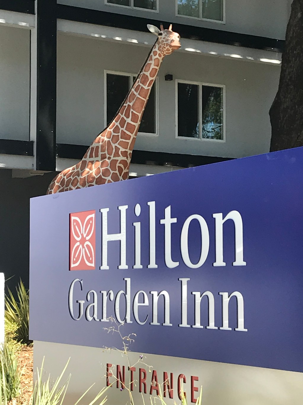 Hilton Garden Inn Davis now open Daily Democrat