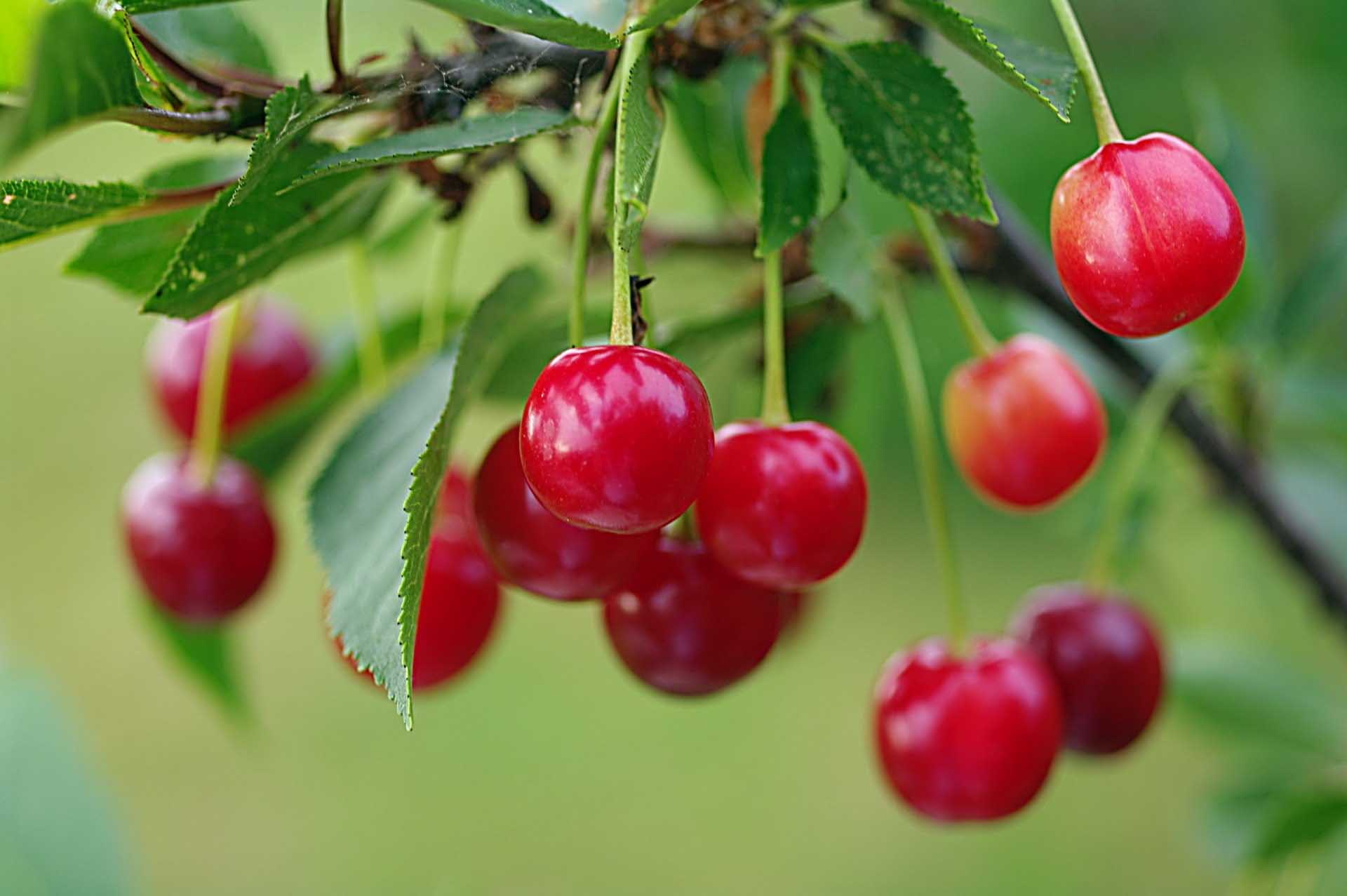 J&K Cherries launched in Dubai market; Efforts afoot to export