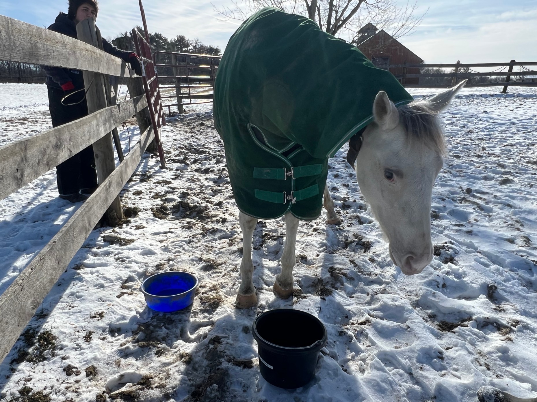 Pony Up Rescue Collective in Tivoli rescues horses and encourages