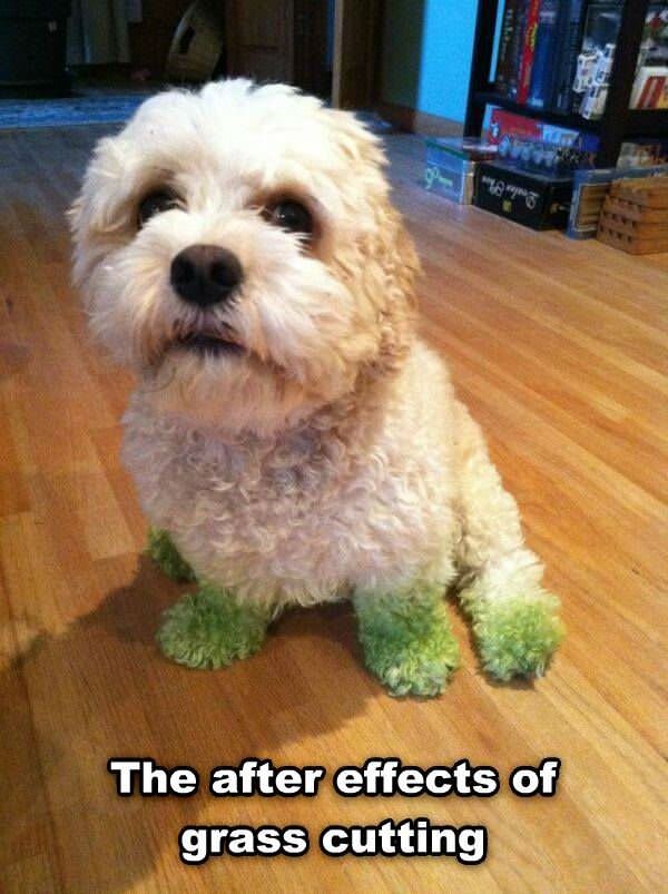 Funny Quotes About Grass. QuotesGram