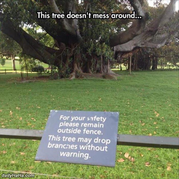 This Tree Does Not Mess Around