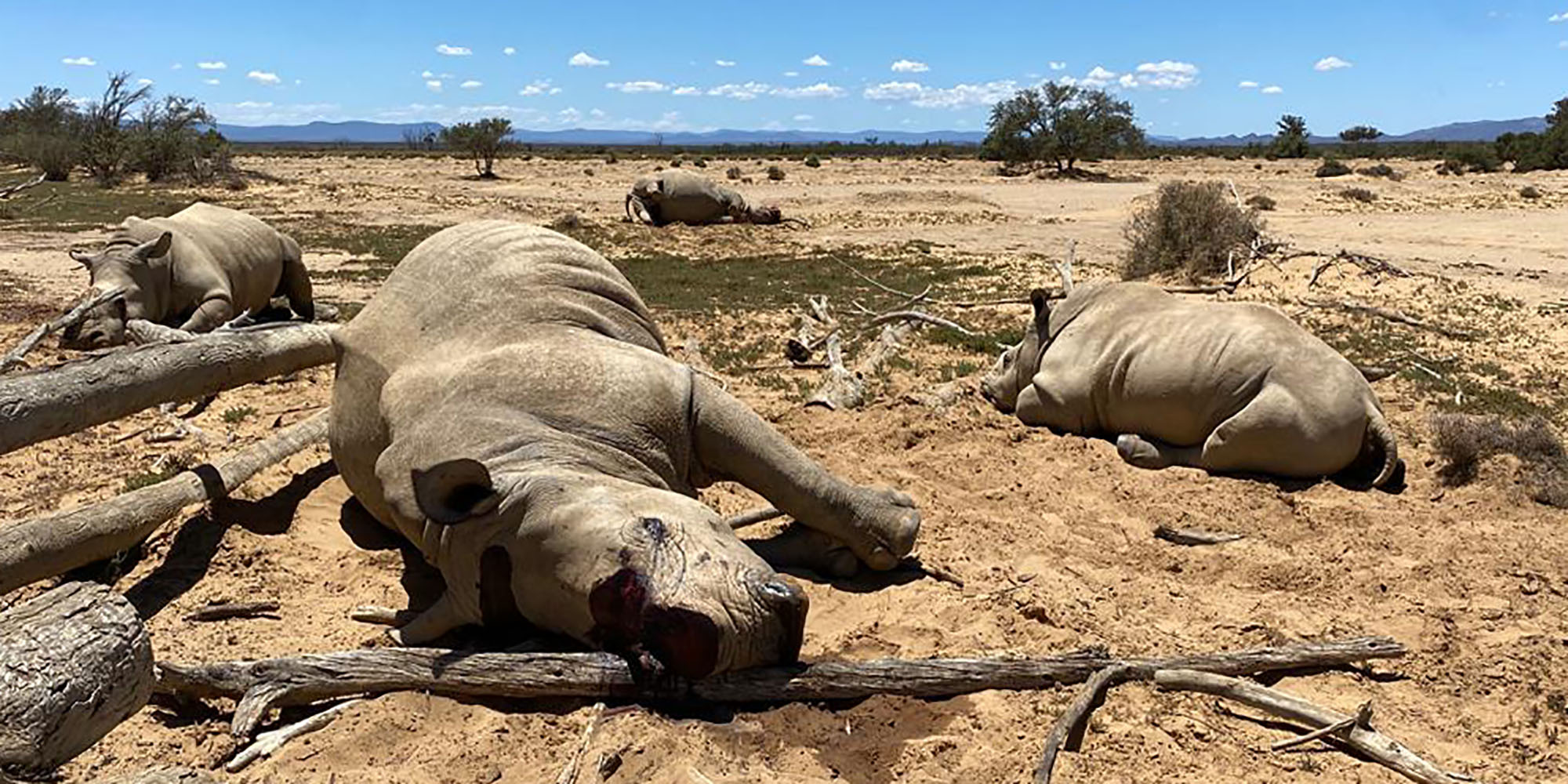 Rhinoceros Poaching In Africa