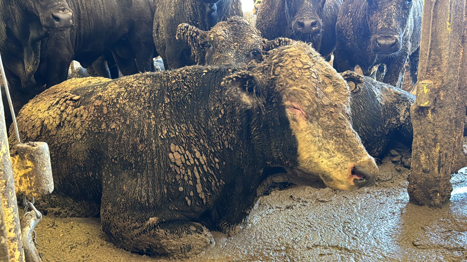 ‘Abhorrent scenes’ aboard livestock carrier spark call for legislative