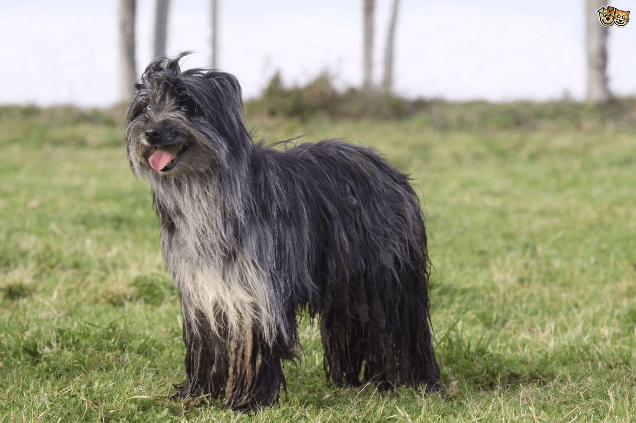 11 LongHaired Dog Breeds That Will Make You Fall In Love