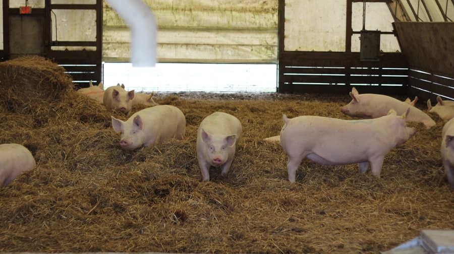 As Happy as a Hog in Straw Daily Yonder