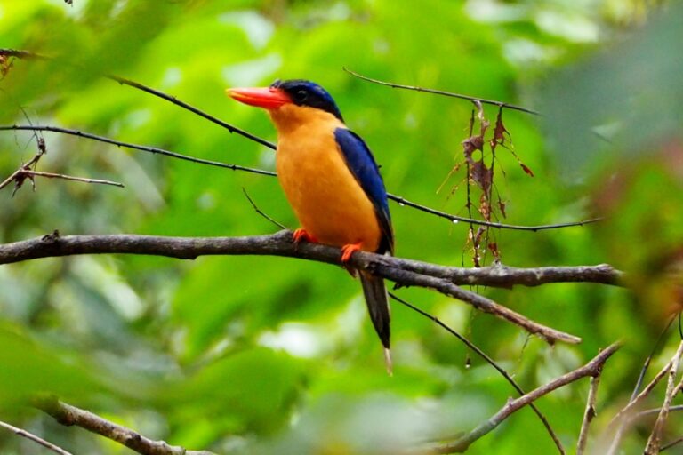 10 Rare Daintree Rainforest Plants & Animals