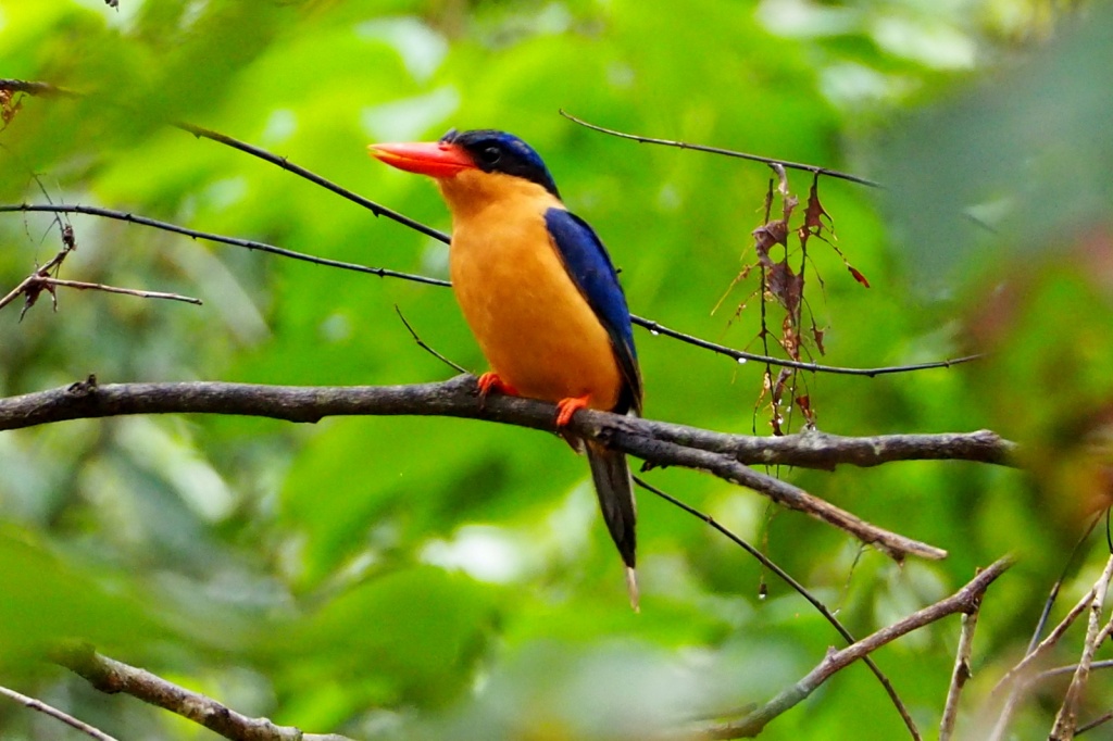 10 Rare Daintree Rainforest Plants & Animals