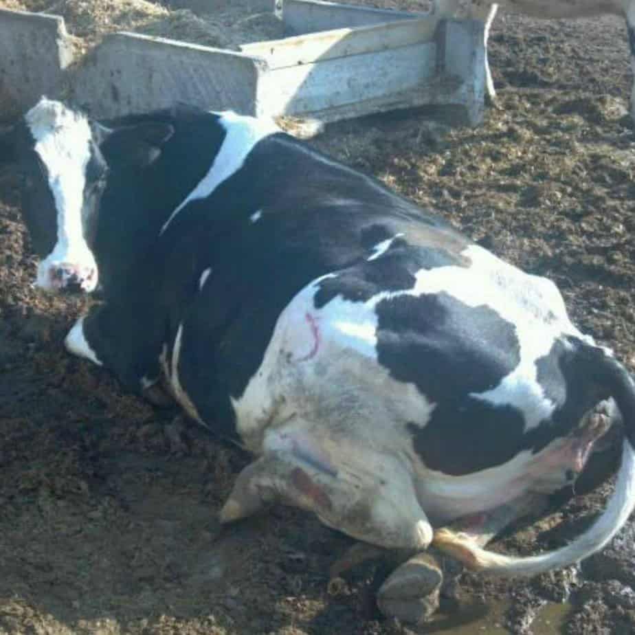 What do you do when a cow breaks her leg? Dairy Carrie