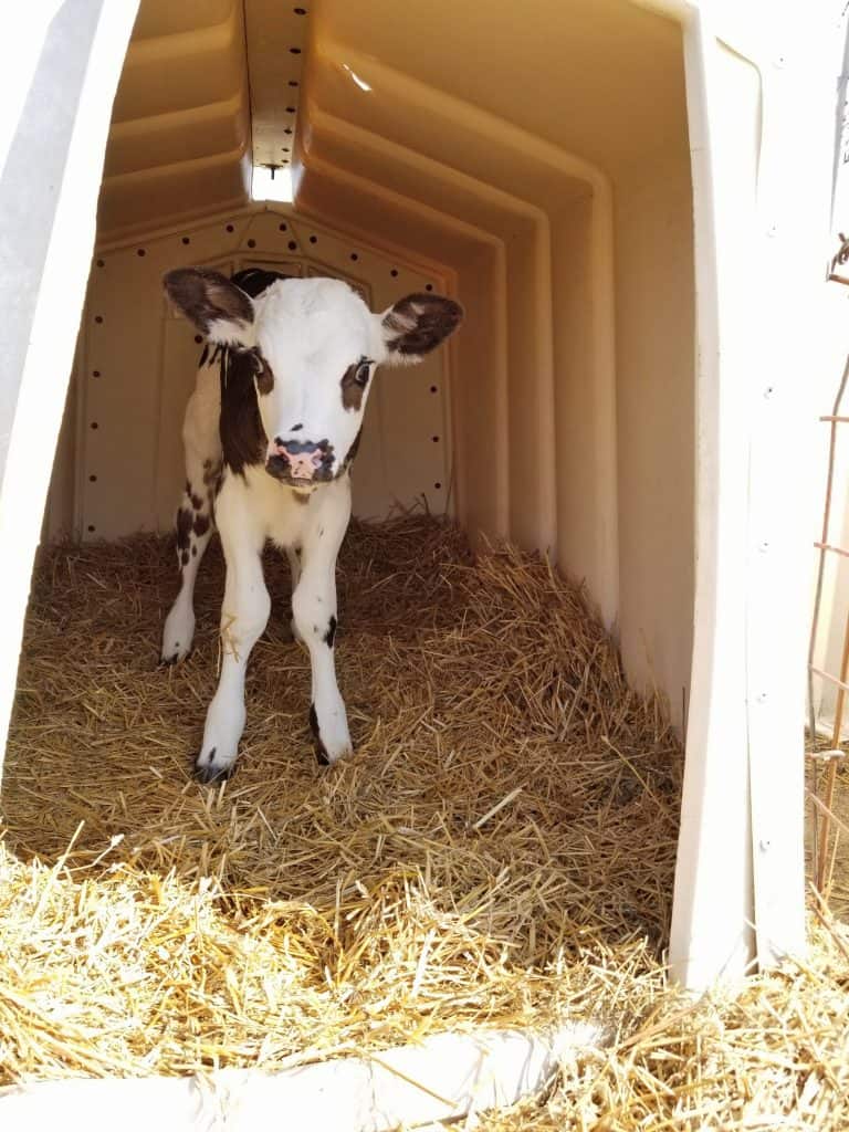 What is a calf hutch? Dairy Carrie