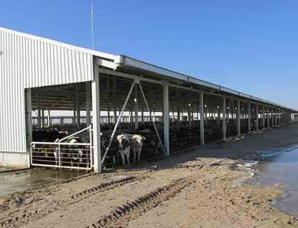 Leatherbook Holsteins Freestall Barn JGMIII, Inc.