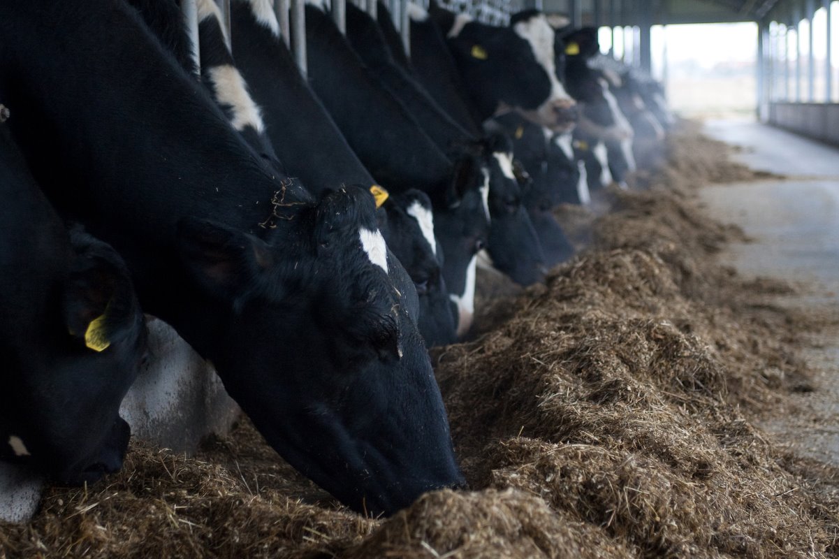 DairyGlobal The challenge of protein nutrition in dairy cows