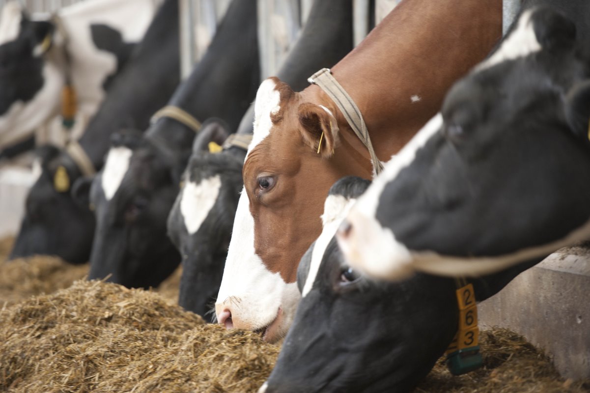 DairyGlobal Amino acid use in practice