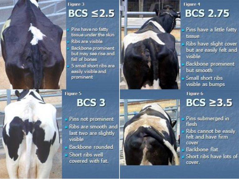 Body Condition Scoring (BCS) Guide Dairygold