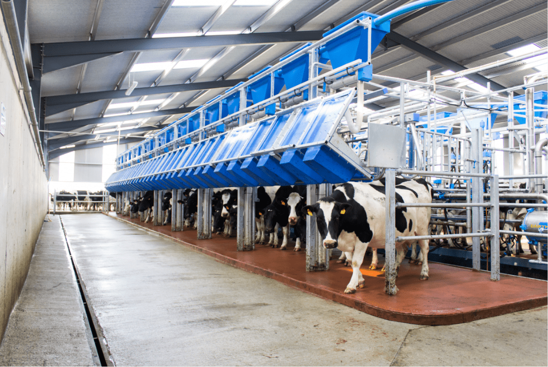 Milking Dairymaster