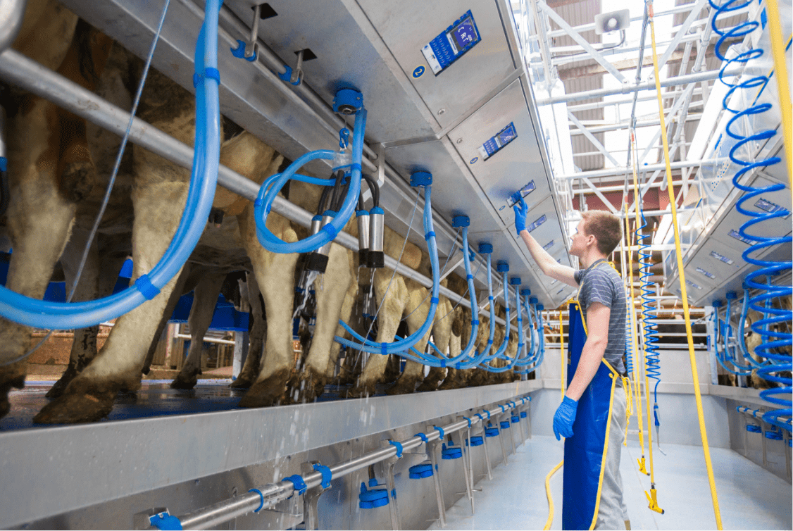 Milking Dairymaster