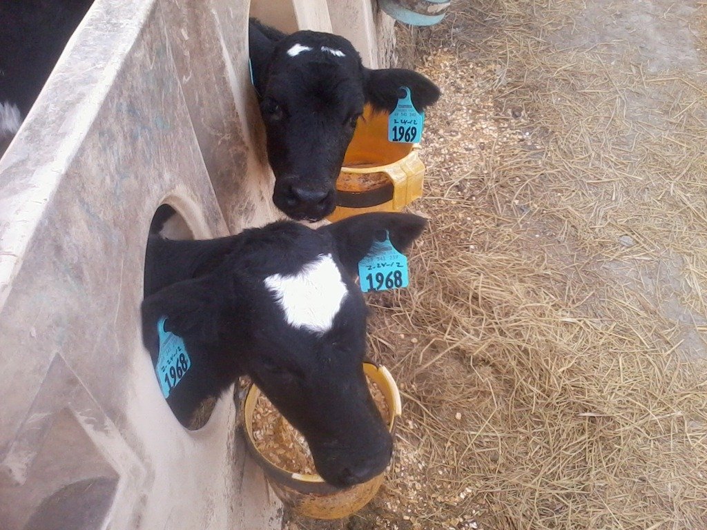 How many Babies do cows have? Dairy Moos
