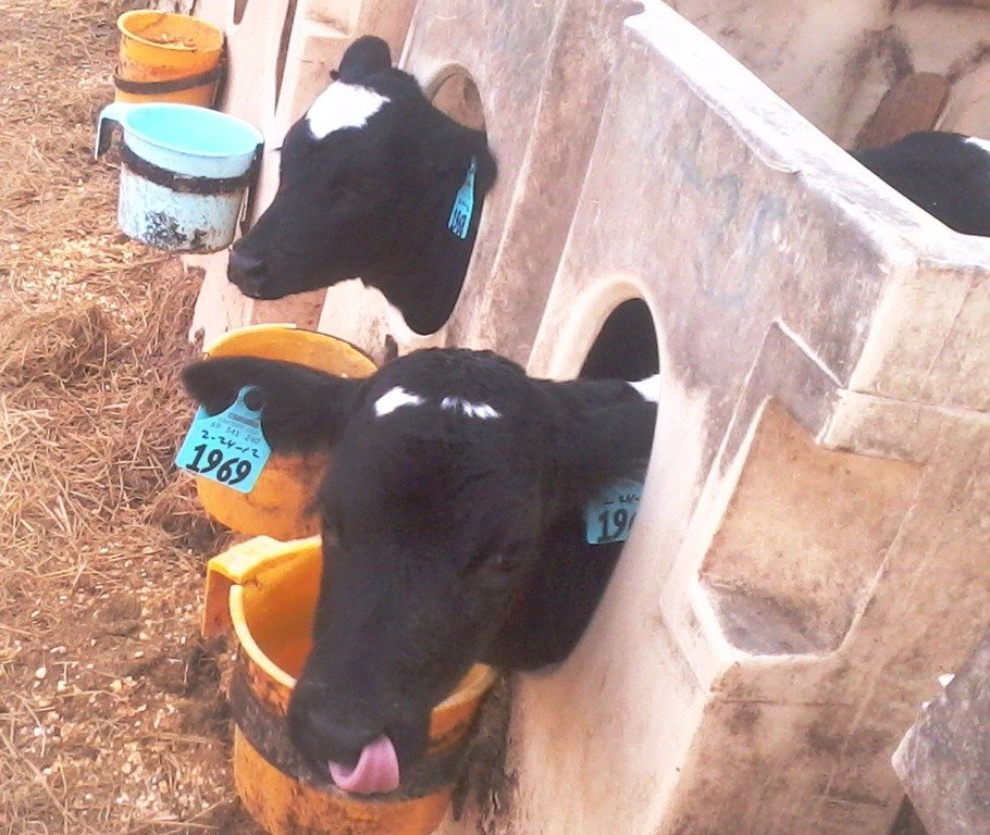 How many Babies do cows have? Dairy Moos