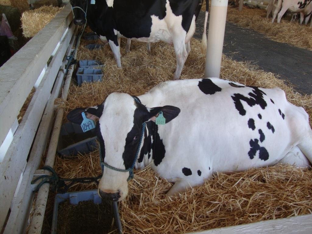Showing Cows at the Local County Fair Dairy Moos
