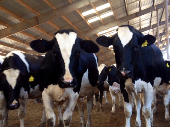 Why Cows deserve some Gratitude Dairy Moos