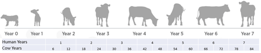 How Long Does A Bull Live UCB