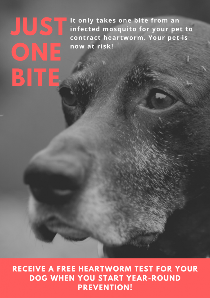 When Should You Start Your Dog On Heartworm Medicine