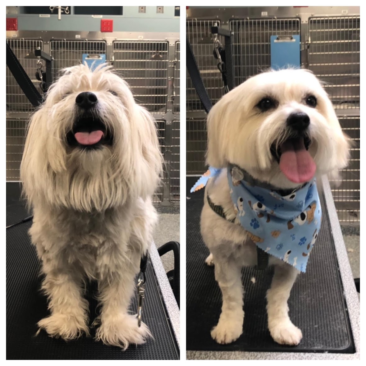 Do Dog Groomers Get Benefits