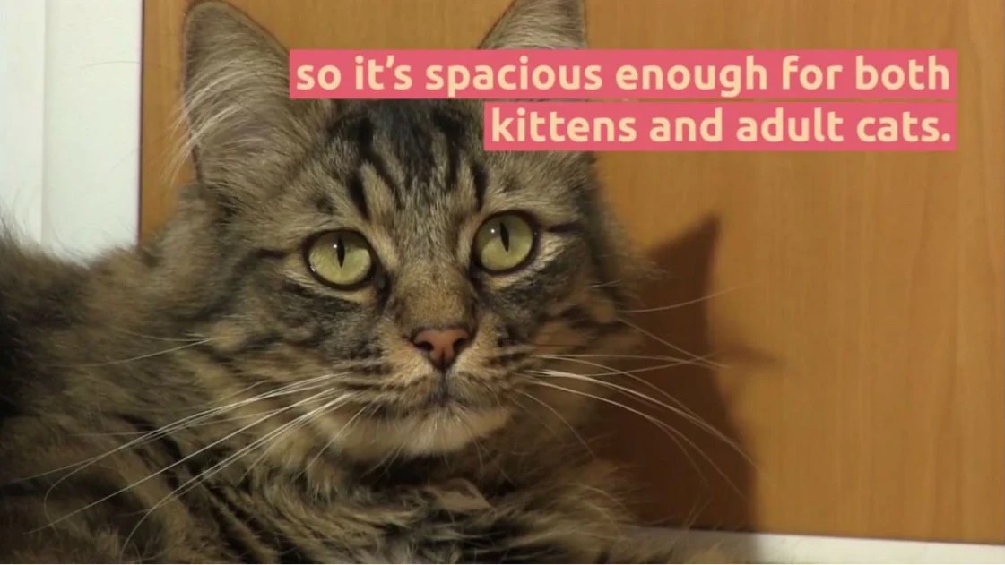 Best Litter Box for Kittens DakPets