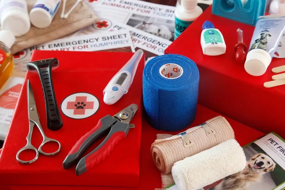 Creating a First Aid Kit for Pets Dalmatian DIY