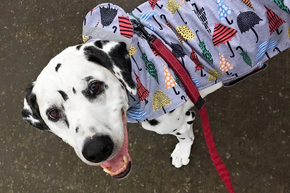 DIY Waterproof Fleece Lined Dog Raincoat Dalmatian DIY