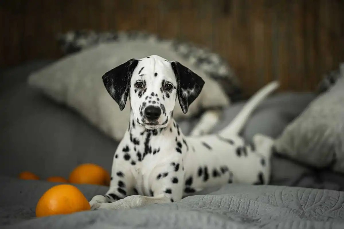 How to Successfully Potty Train Your Dalmatian Puppy in 7 Steps