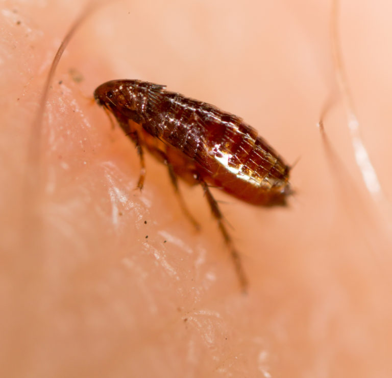 PREVENTING FLEAS ON YOUR PETS, PROTECTS YOUR HOME Dalpest