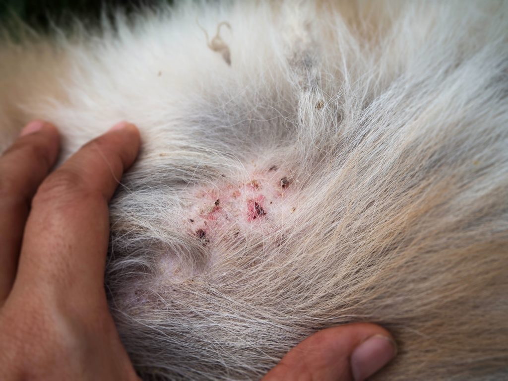 PREVENTING FLEAS ON YOUR PETS, PROTECTS YOUR HOME Dalpest