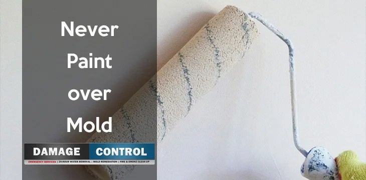 Why You Shouldn't Paint over Mold Damage Control 911