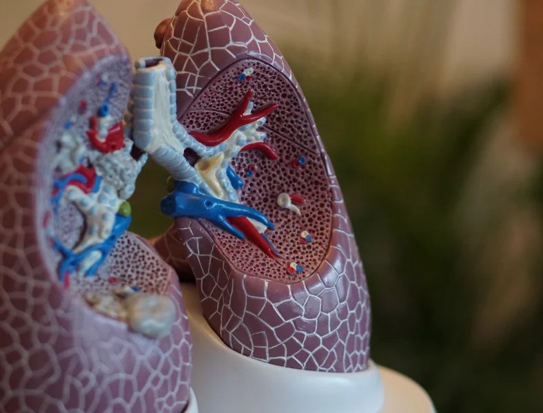 How Black Mold Affects You Damage Control 911