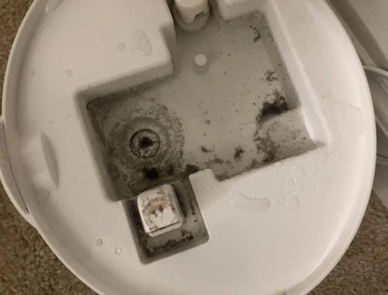 Keeping Your Humidifier MoldFree Advice for Homeowners