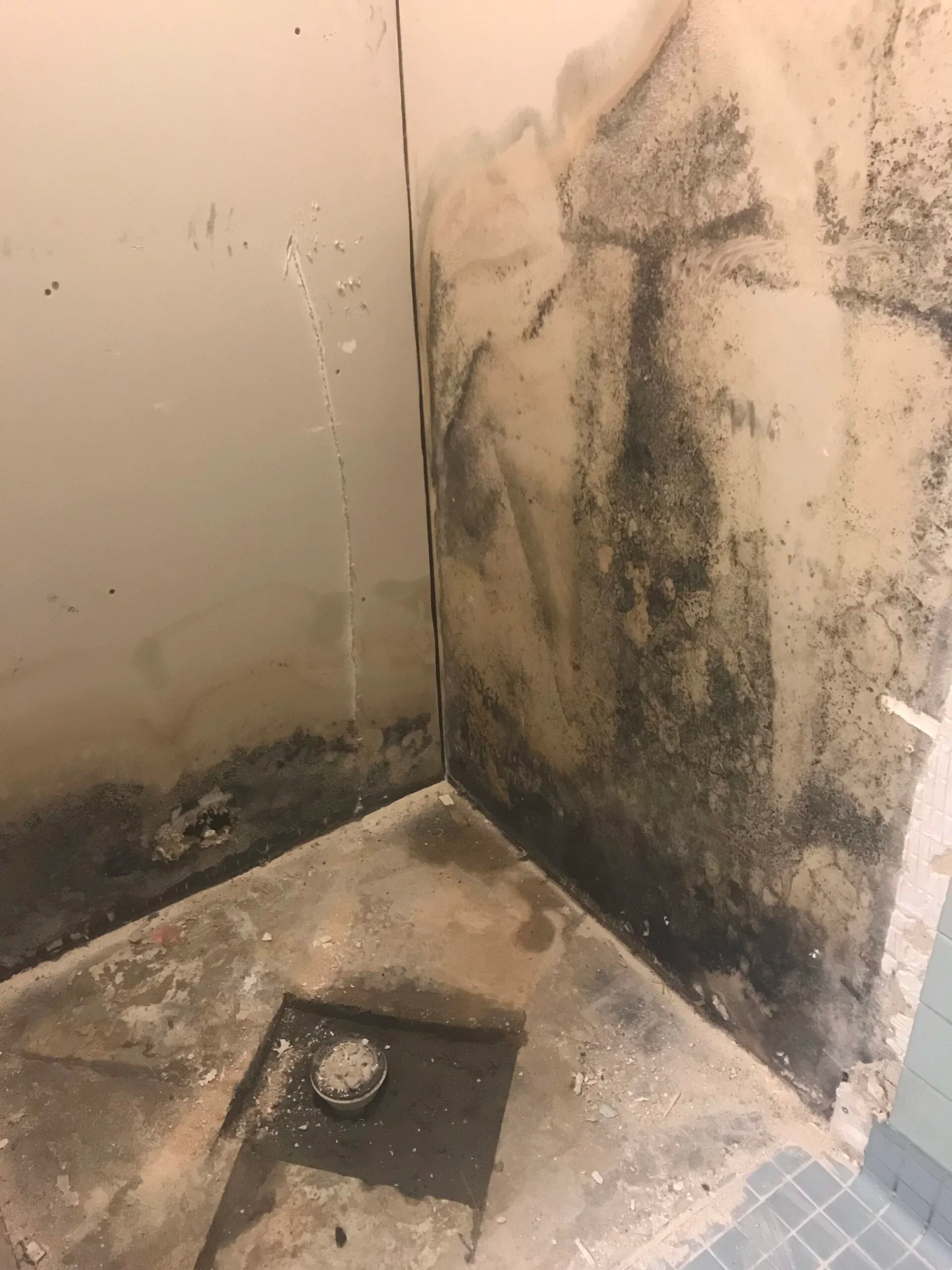 What Does Black Mold Look Like? A Complete Guide to Identifying