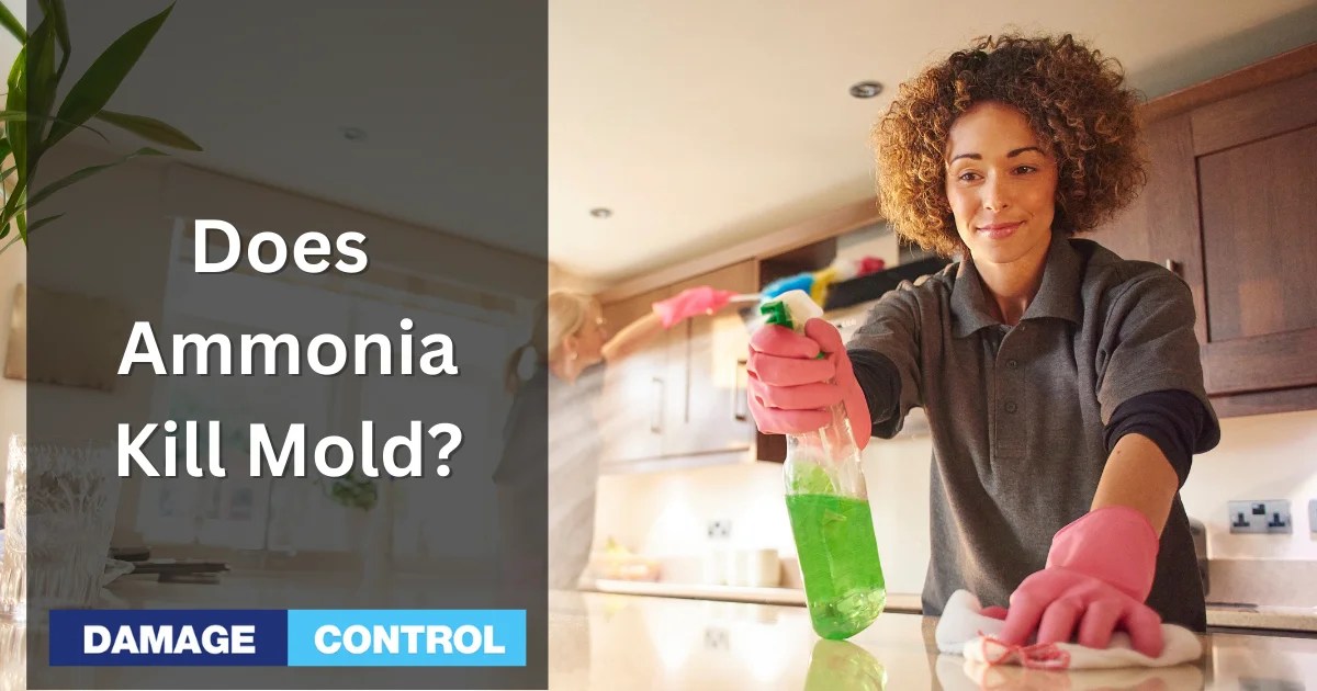 Does Ammonia Kill Mold? Get the Facts.